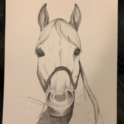 Horsehead Drawing Creative Style