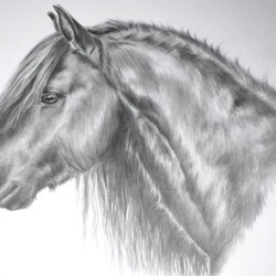 Horsehead Drawing Hand Drawn