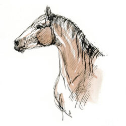 Horsehead Drawing Hand Drawn Sketch