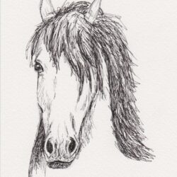 Horsehead Drawing Realistic Sketch