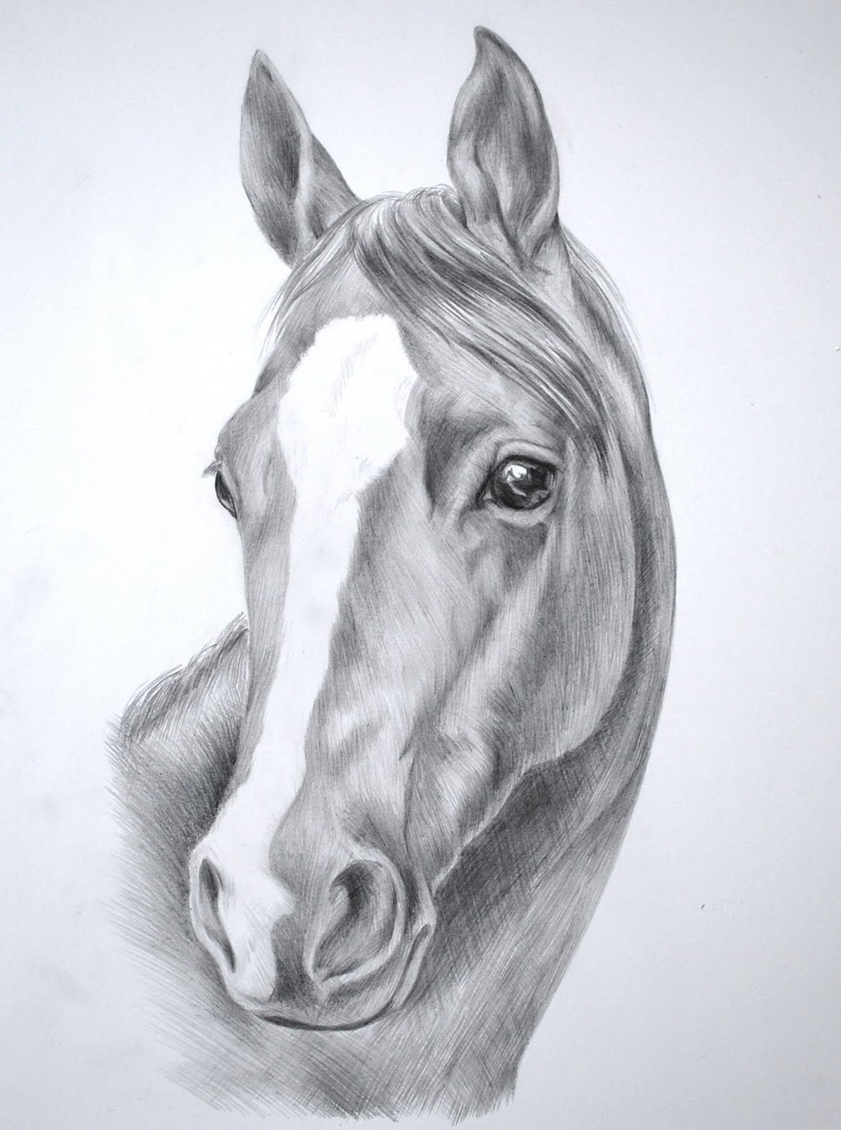 Horsehead Drawing Sketch