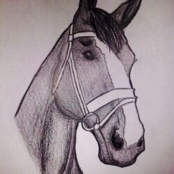 Horsehead Drawing Stunning Sketch