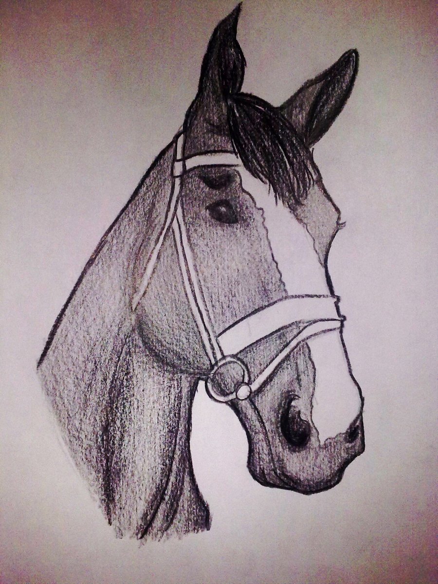 Horsehead Drawing Stunning Sketch