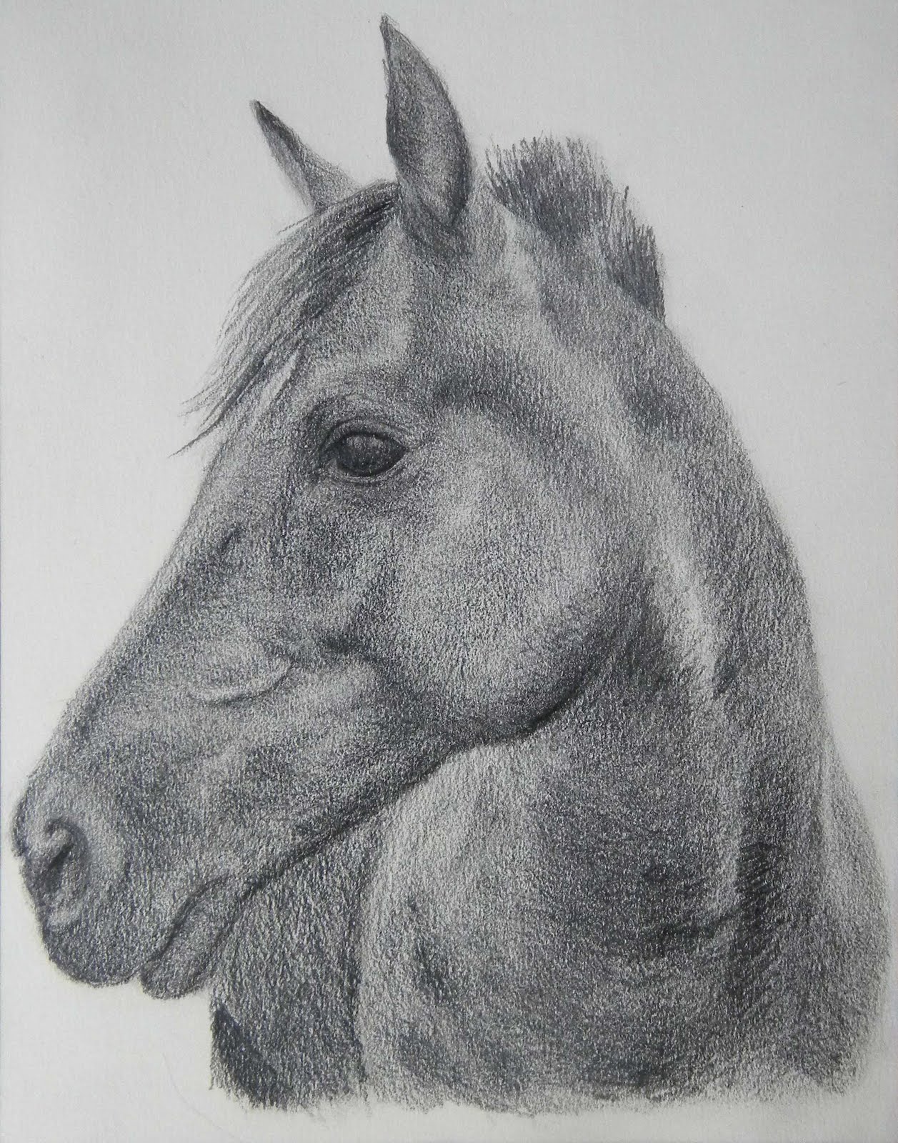 Horsehead Drawing