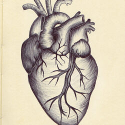 Human Heart Drawing