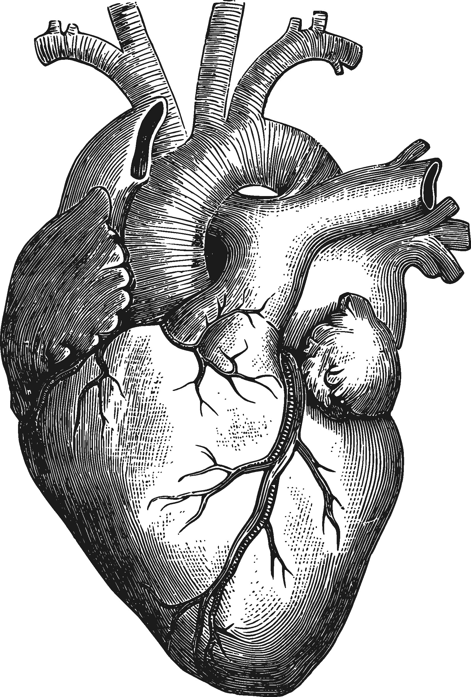 Human Heart Drawing Art