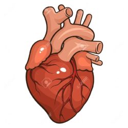 Human Heart Drawing Creative Style