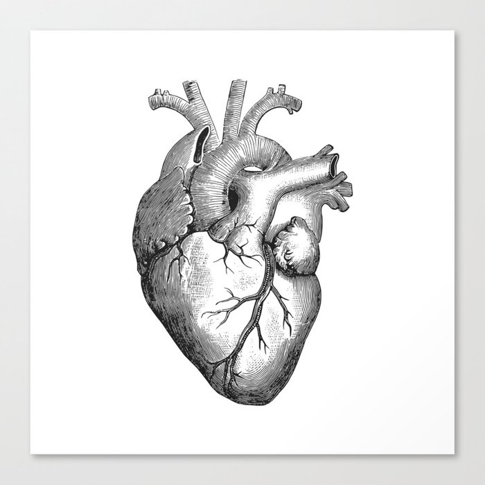 Human Heart Drawing Detailed Sketch