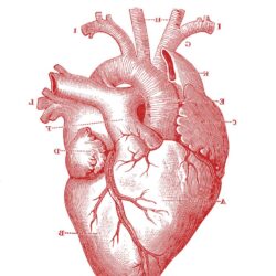 Human Heart Drawing Image