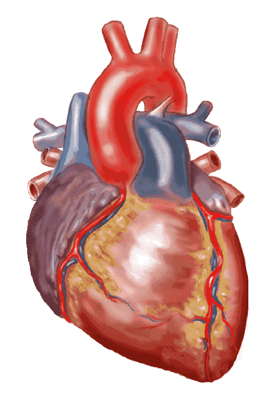 Human Heart Drawing Intricate Artwork