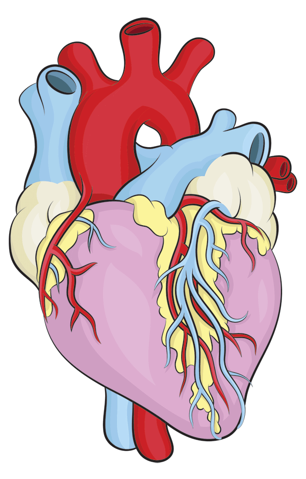 Human Heart Drawing Modern Sketch