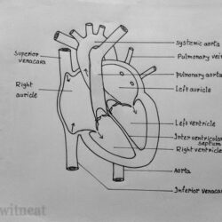 Human Heart Drawing Realistic Sketch