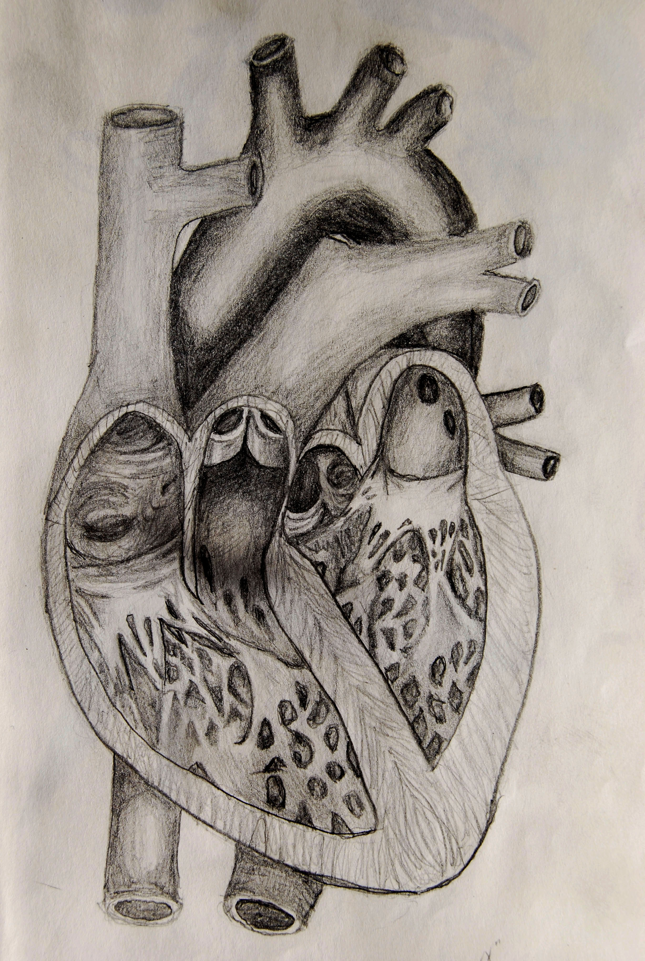 Human Heart Drawing Sketch