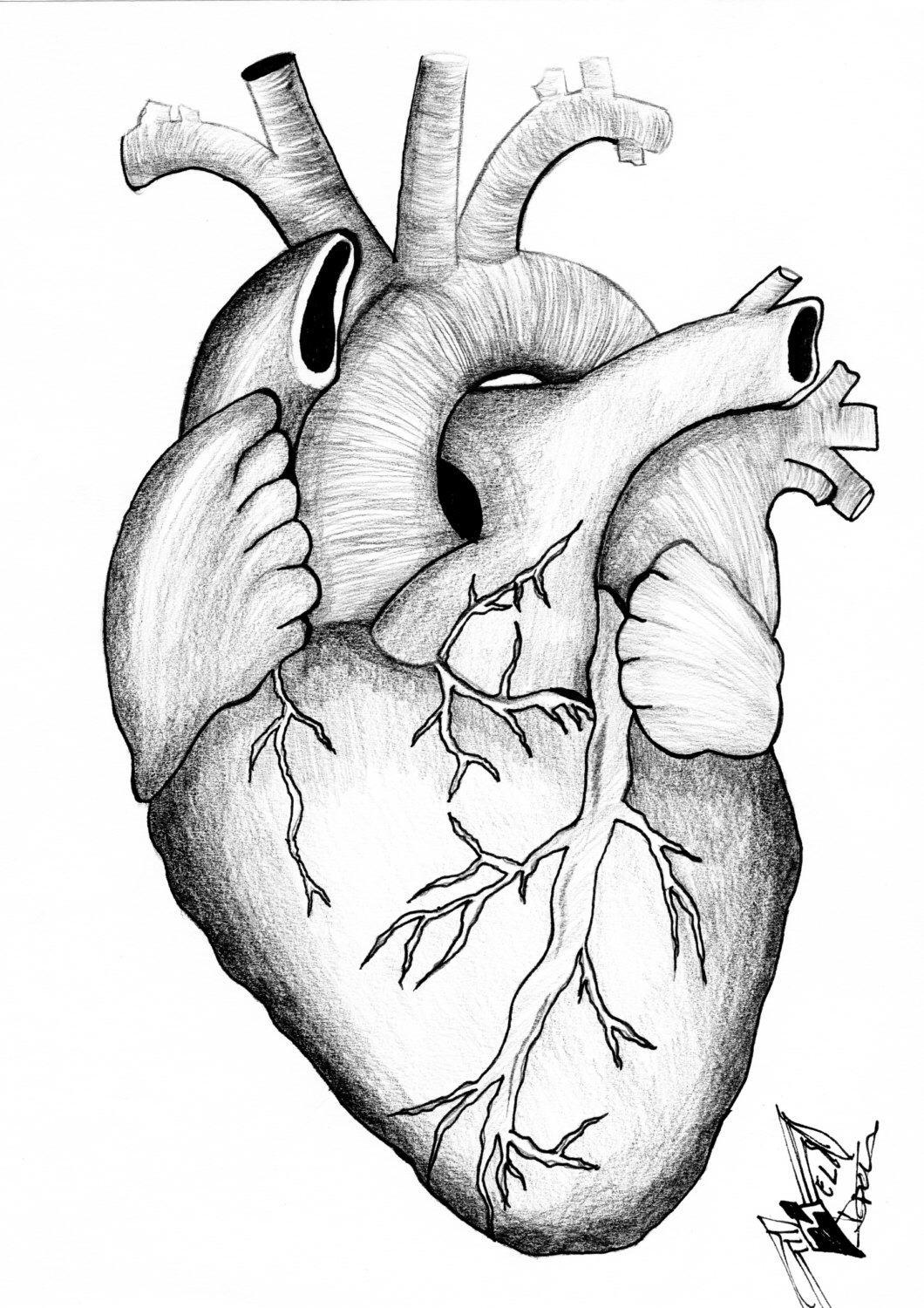 Human Heart Drawing Stunning Sketch
