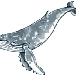 Humpback Whale Drawing