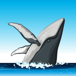 Humpback Whale Drawing Amazing Sketch