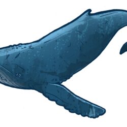 Humpback Whale Drawing Art