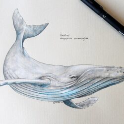 Humpback Whale Drawing Creative Style