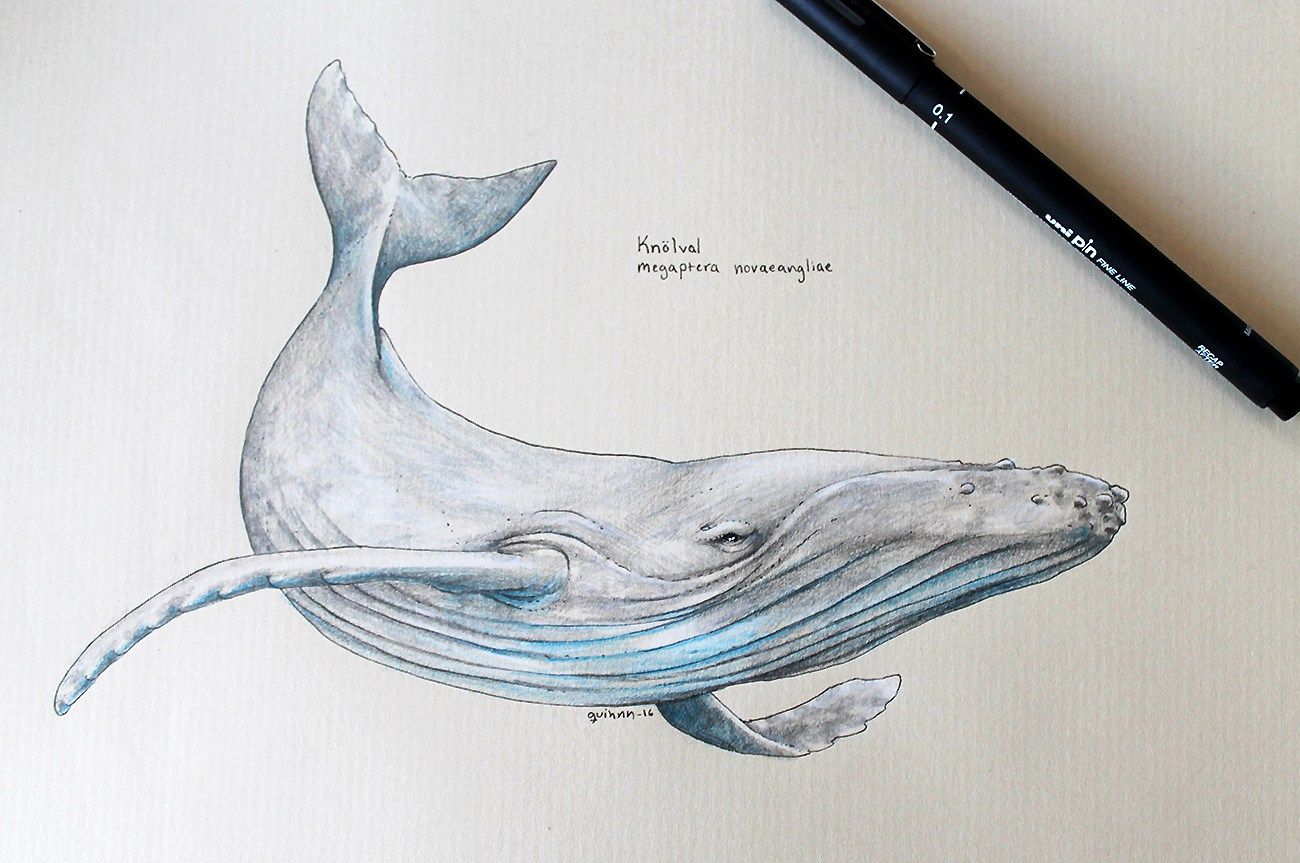 Humpback Whale Drawing Creative Style