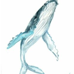 Humpback Whale Drawing Detailed Sketch