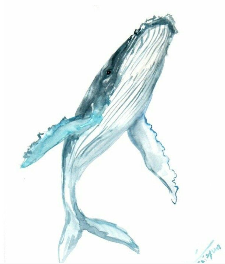 Humpback Whale Drawing Detailed Sketch