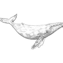 Humpback Whale Drawing Fine Art