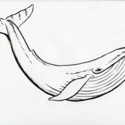 Humpback Whale Drawing Hand Drawn