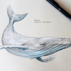 Humpback Whale Drawing Hand Drawn Sketch