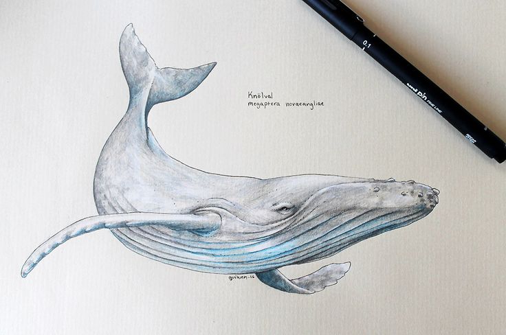 Humpback Whale Drawing Hand Drawn Sketch