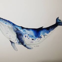 Humpback Whale Drawing Image