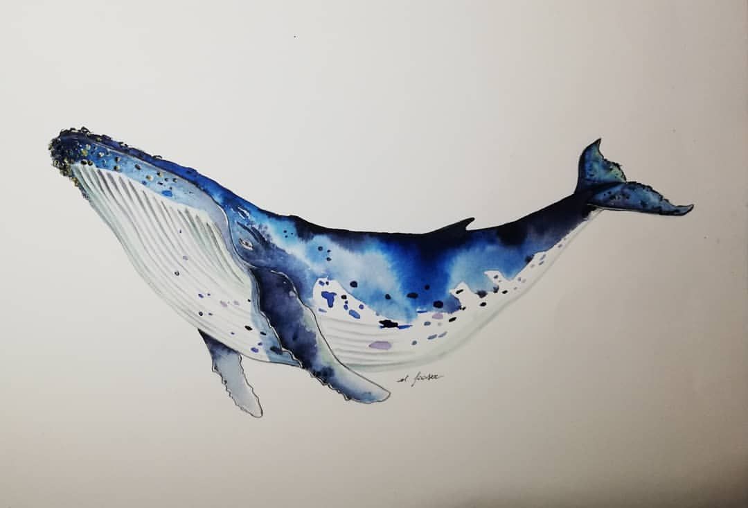 Humpback Whale Drawing Image
