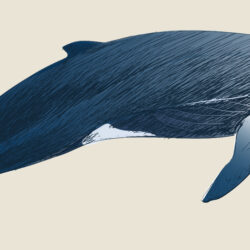 Humpback Whale Drawing Intricate Artwork