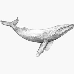 Humpback Whale Drawing Photo