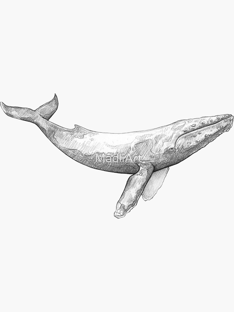 Humpback Whale Drawing Photo