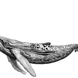 Humpback Whale Drawing Picture