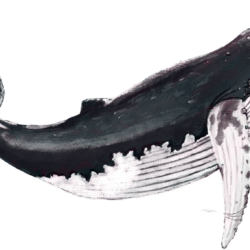 Humpback Whale Drawing Professional Artwork