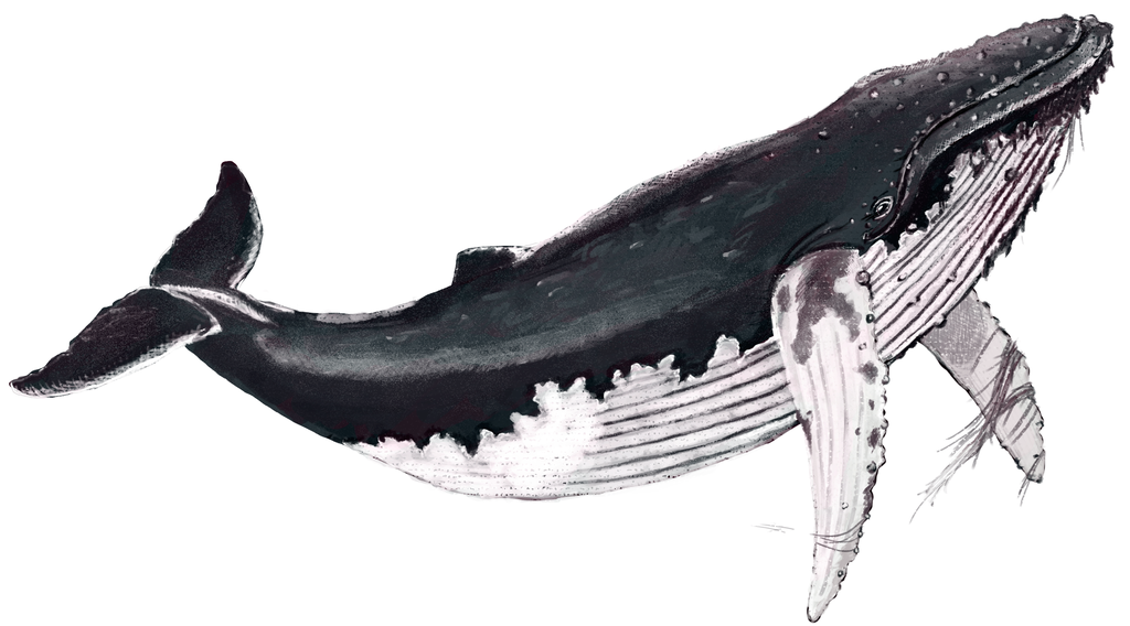 Humpback Whale Drawing Professional Artwork