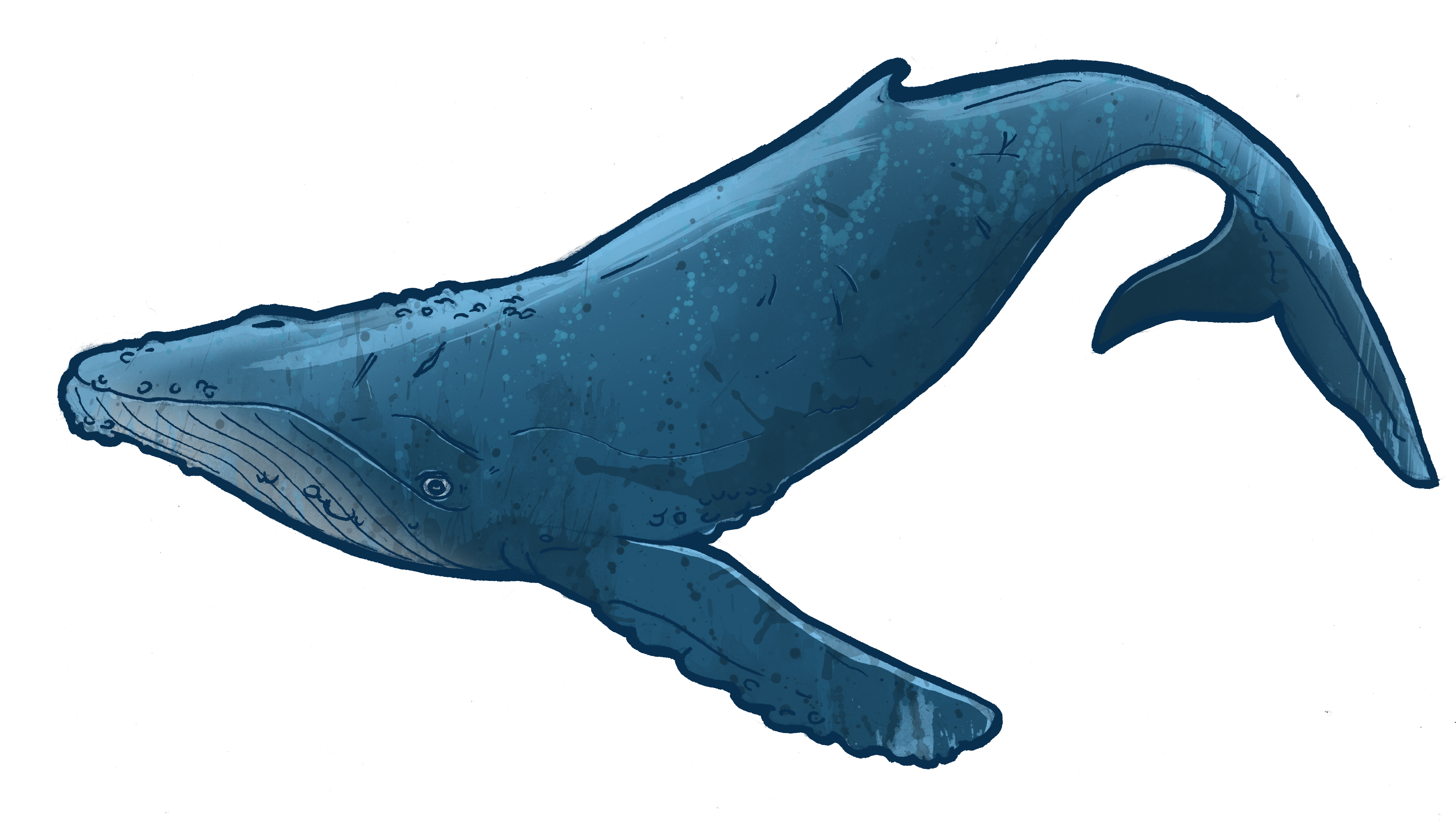 Humpback Whale Drawing Sketch