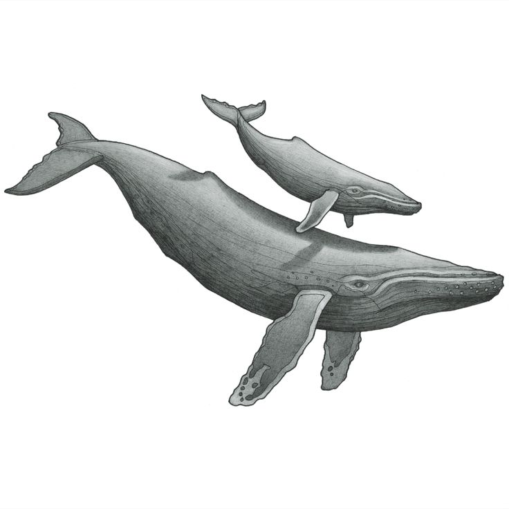 Humpback Whale Drawing Stunning Sketch