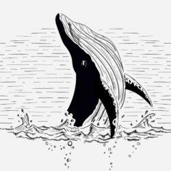 Humpback Whale Drawing Unique Art