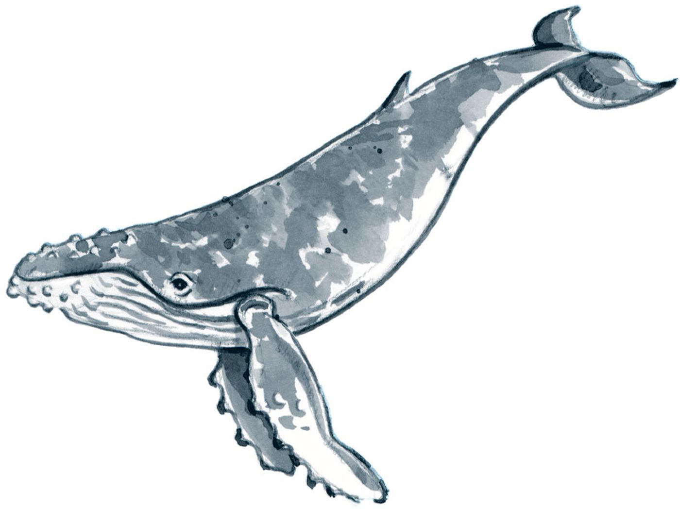Humpback Whale Drawing