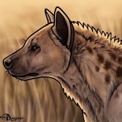 Hyena Drawing Amazing Sketch