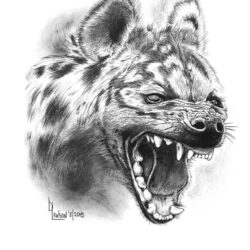 Hyena Drawing Detailed Sketch