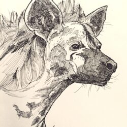 Hyena Drawing Fine Art