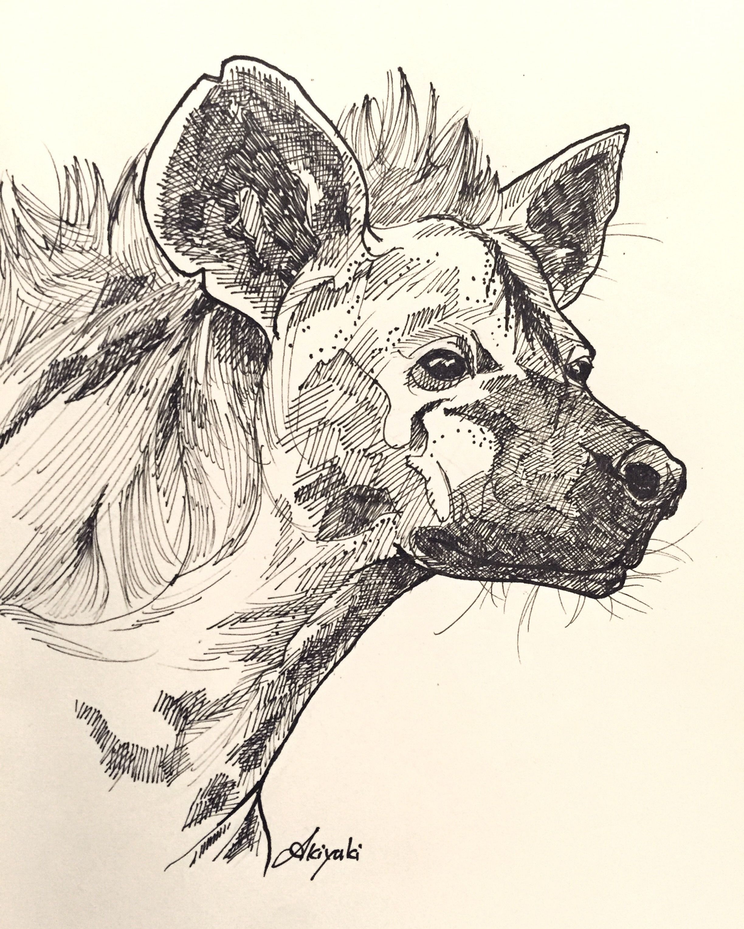 Hyena Drawing Fine Art