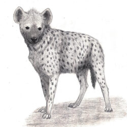 Hyena Drawing Hand Drawn