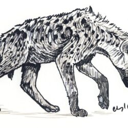 Hyena Drawing Hand Drawn Sketch