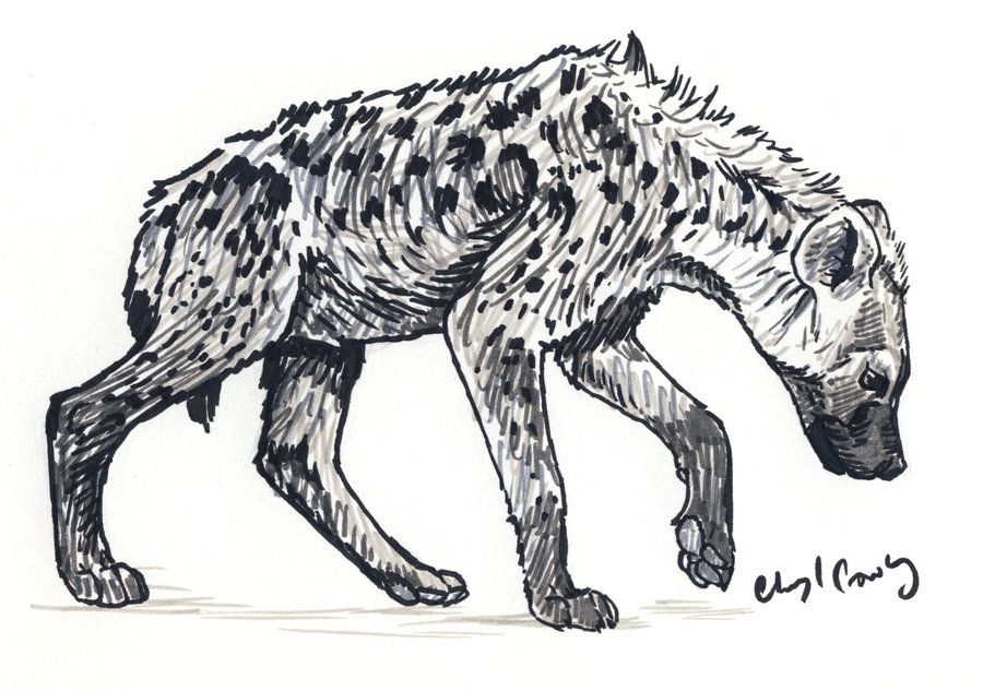 Hyena Drawing Hand Drawn Sketch