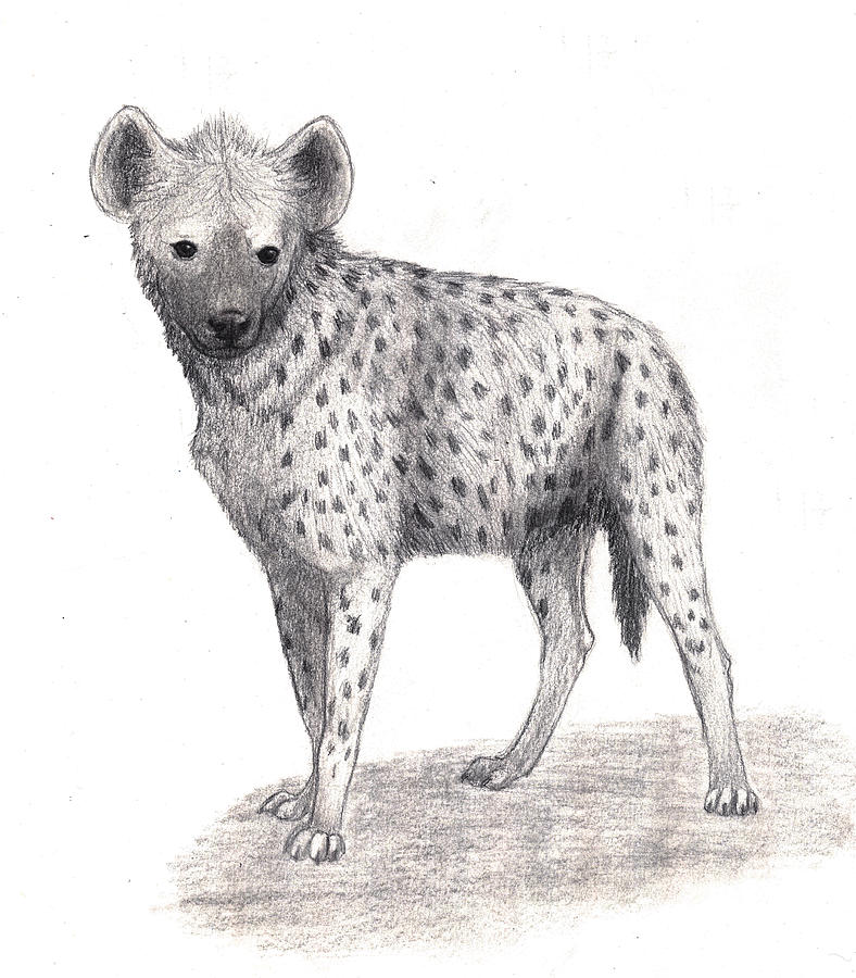 Hyena Drawing Hand Drawn