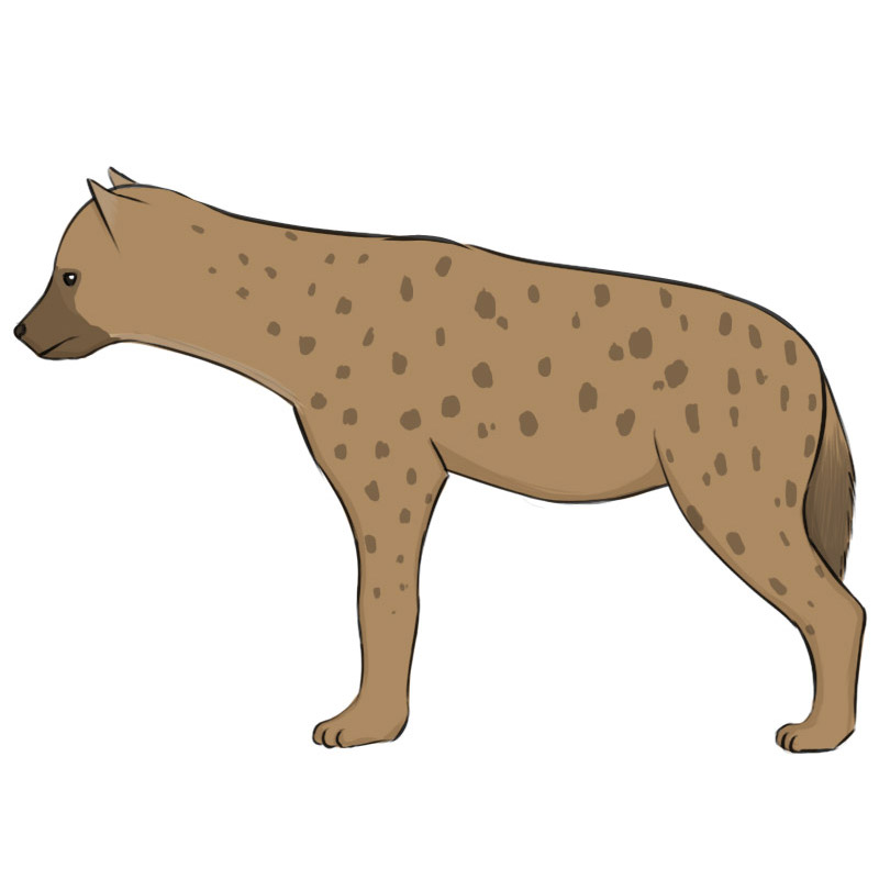 Hyena Drawing Image